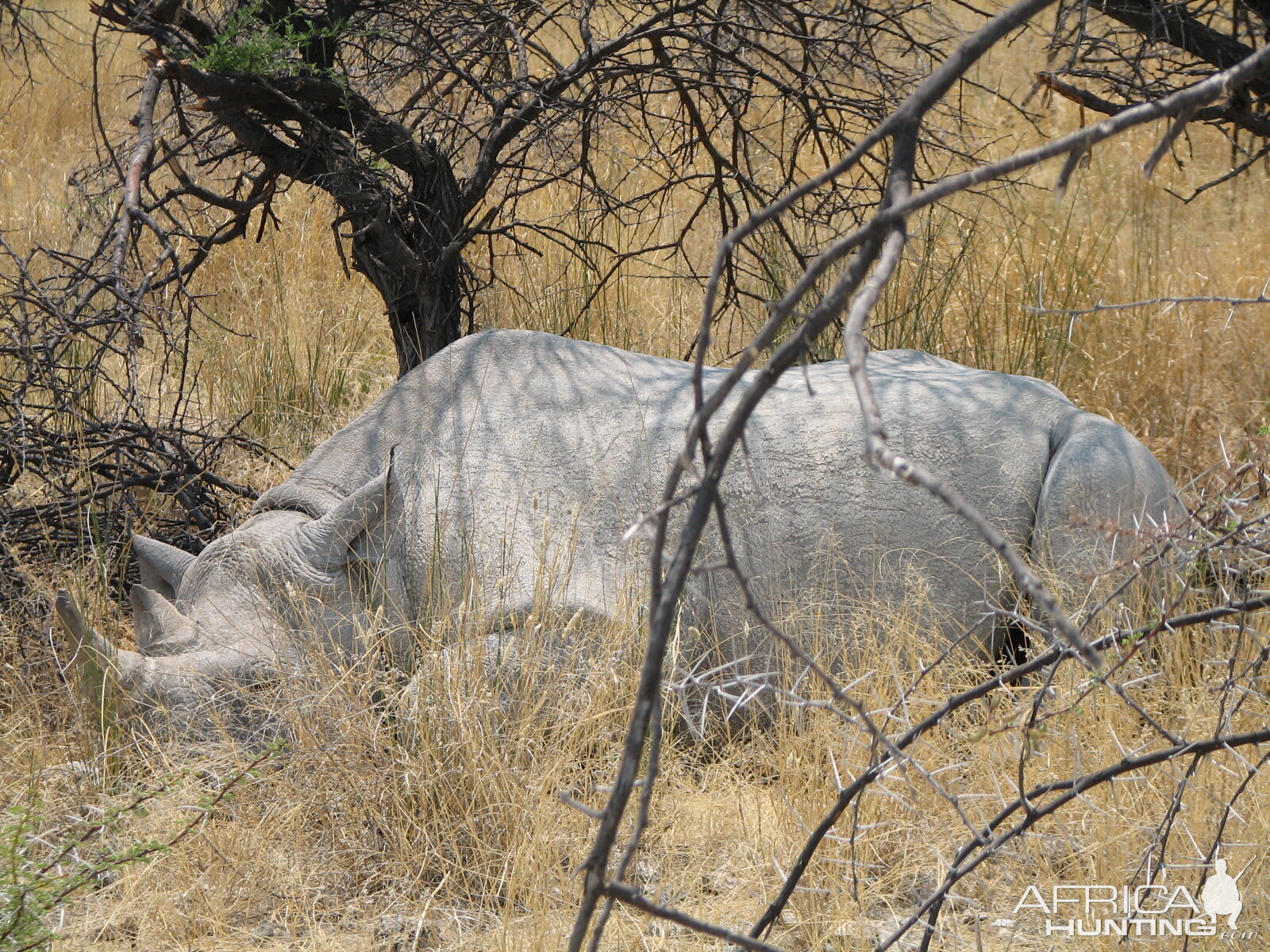 Black Rhino Etosha Namibia