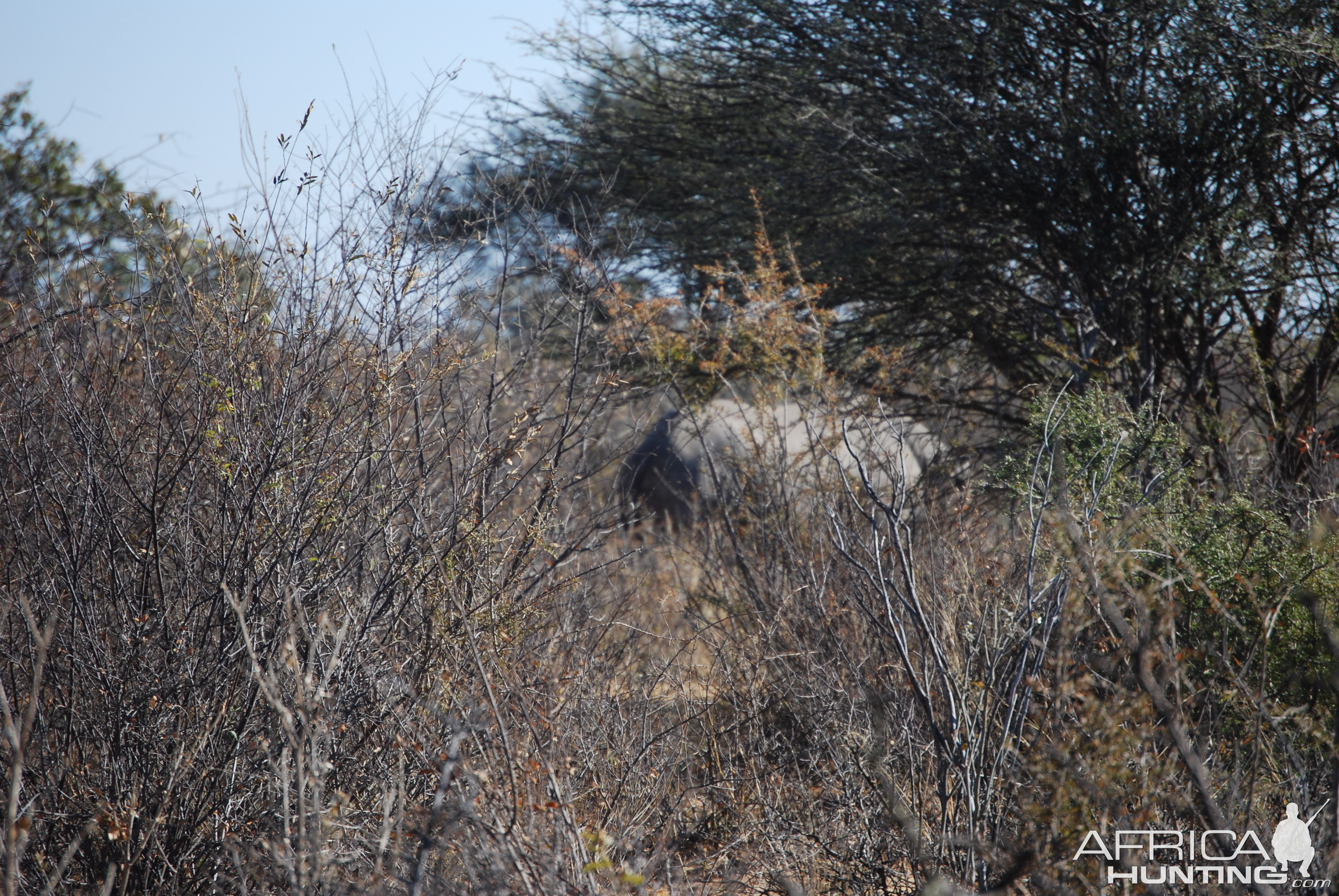 Black Rhino - Namibia
