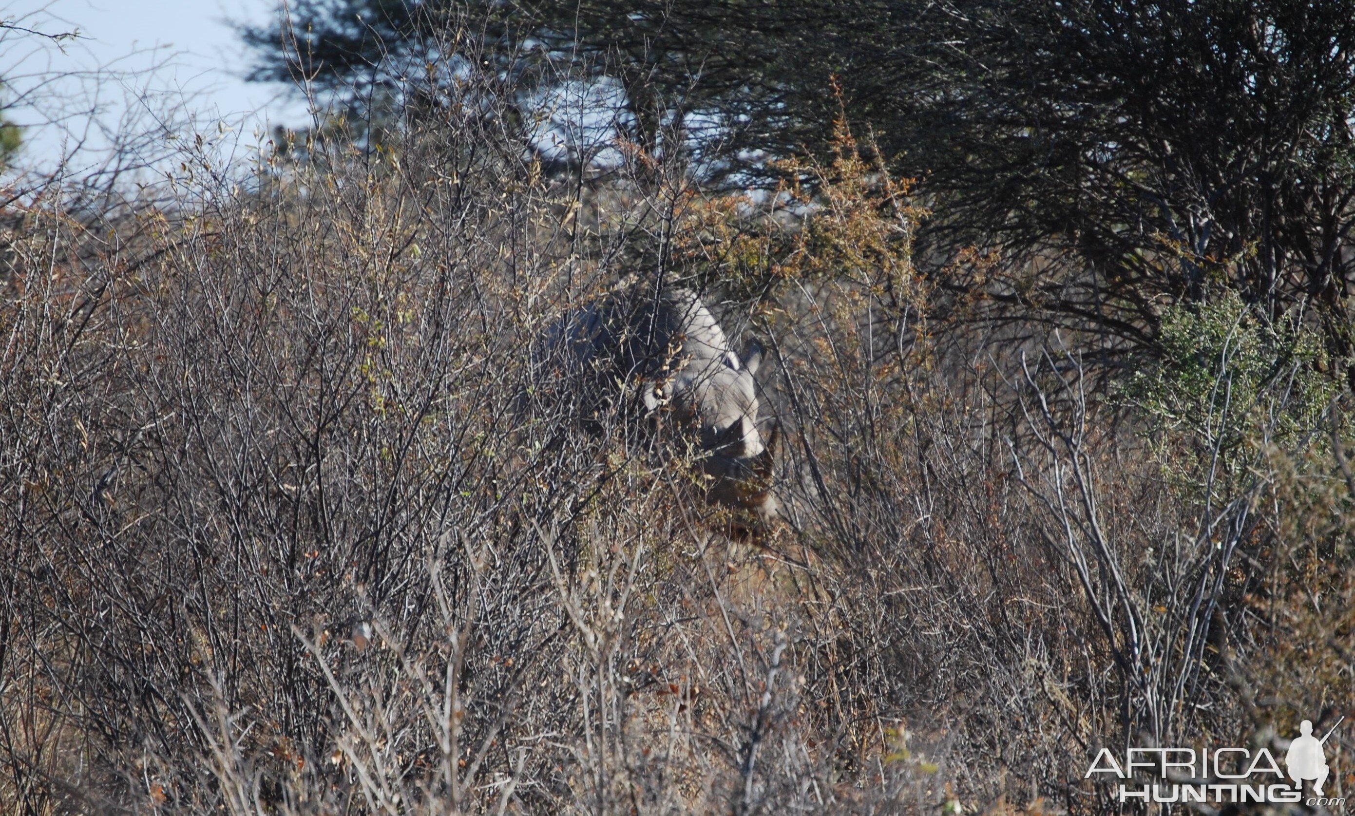 Black Rhino - Namibia