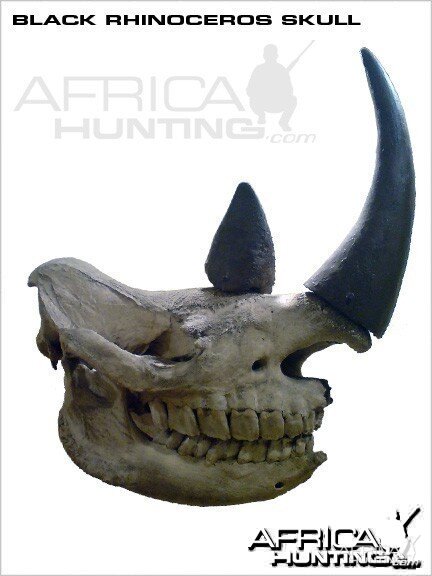 Black Rhino Skull