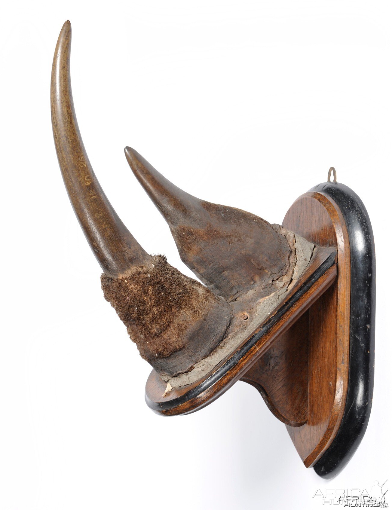 Black Rhinoceros Horns | AfricaHunting.com