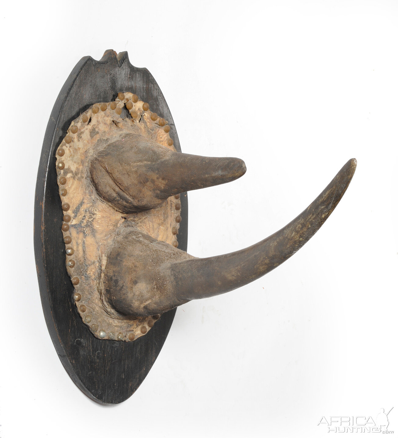 Black Rhinoceros Horns