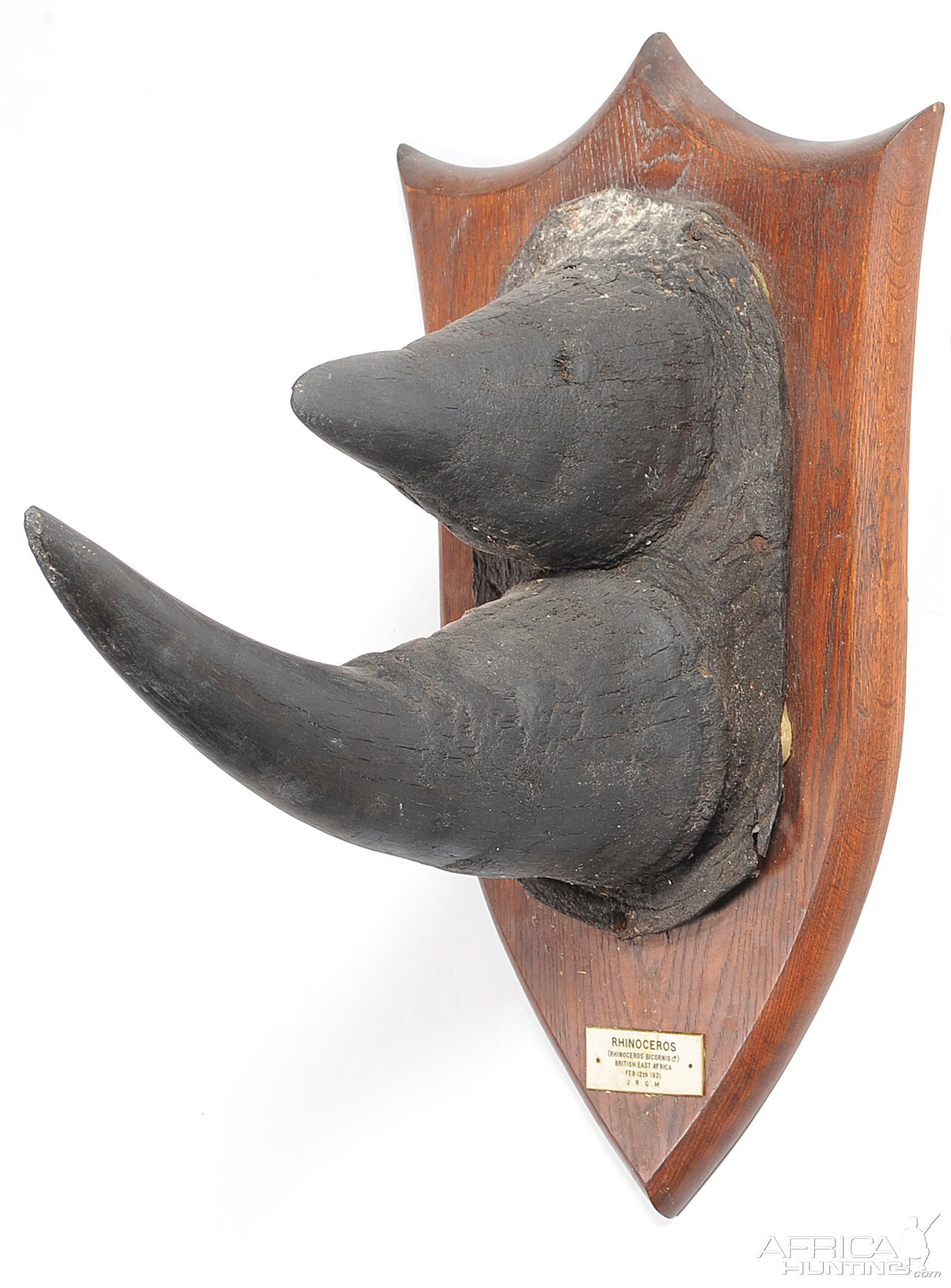 Black Rhinoceros Horns | AfricaHunting.com