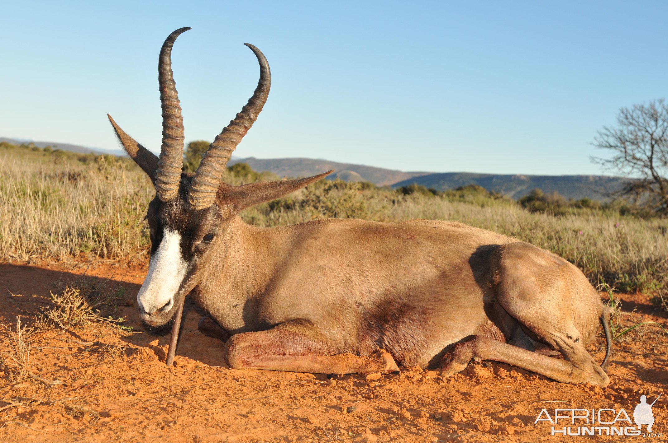 Black Springbok Hunt Karoo South Africa