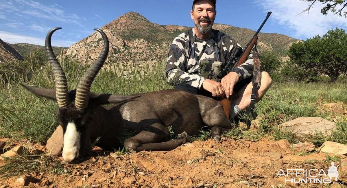 Black Springbok Hunt Karoo South Africa