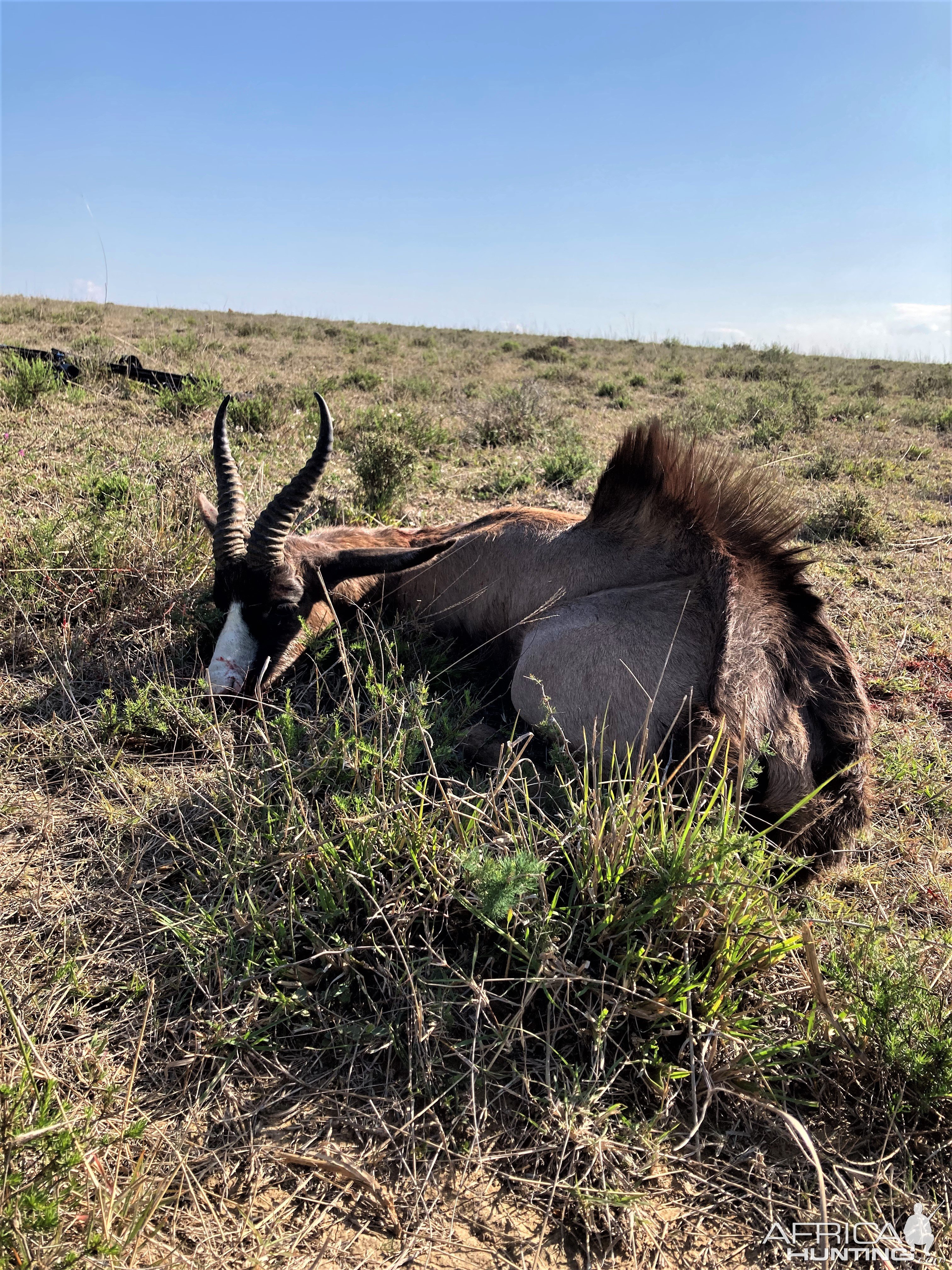 Black Springbok Hunt South Africa