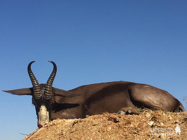 Black Springbok Hunting South Africa