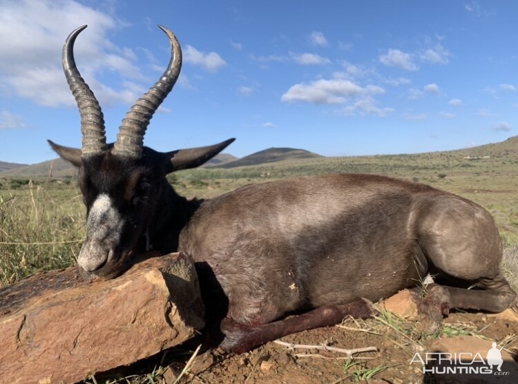 Black Springbok Hunting South Africa