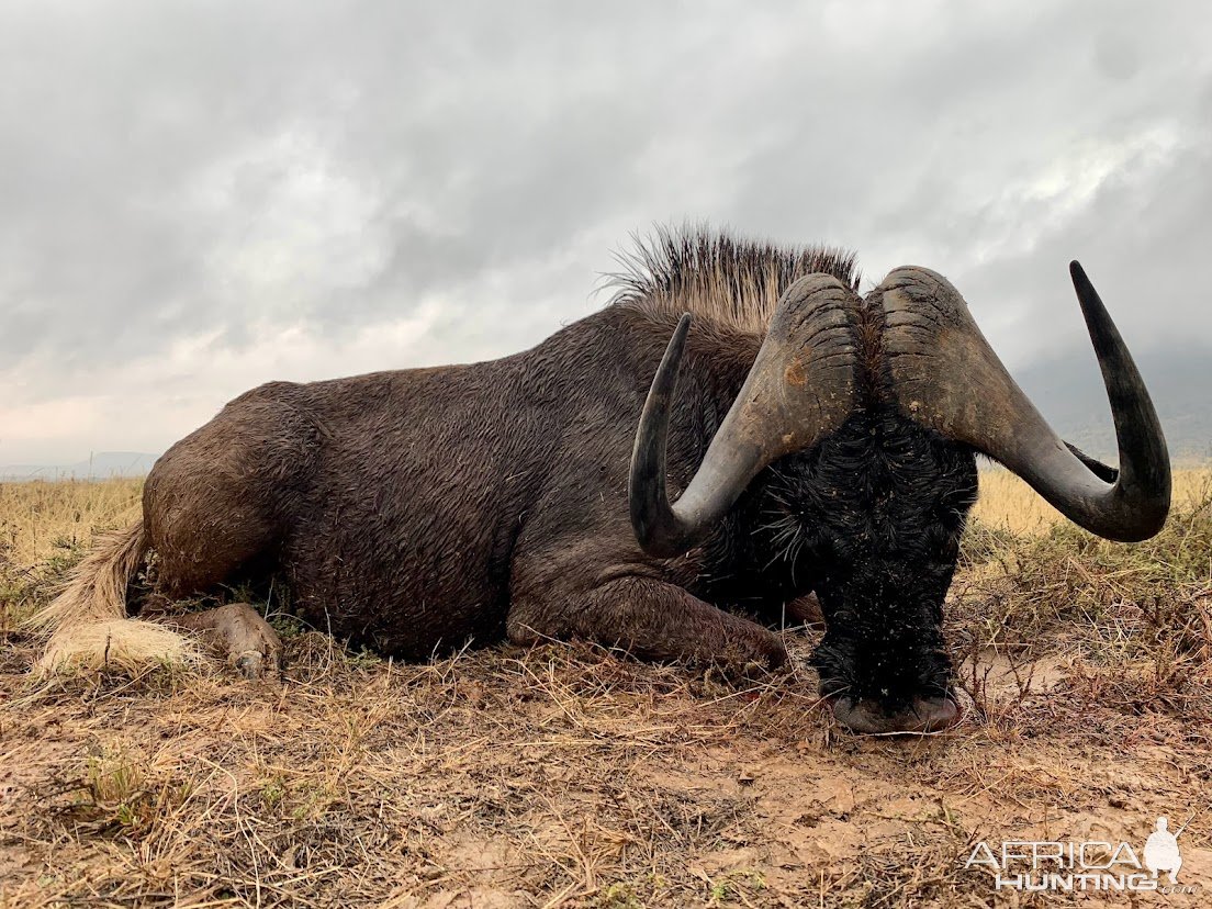 Black Wildebeest Bow Hunt Free State Province South Africa