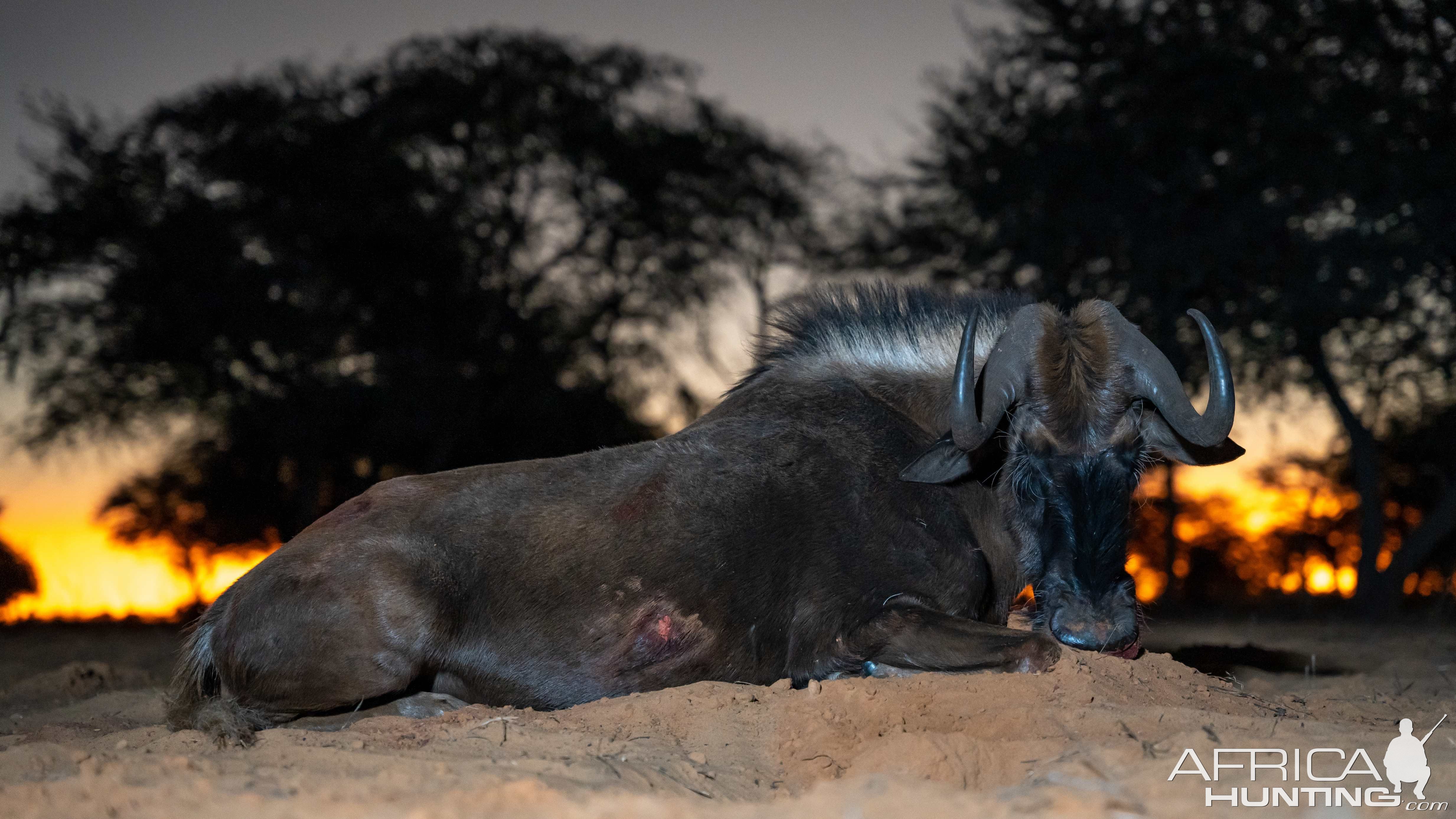 Black Wildebeest (female)