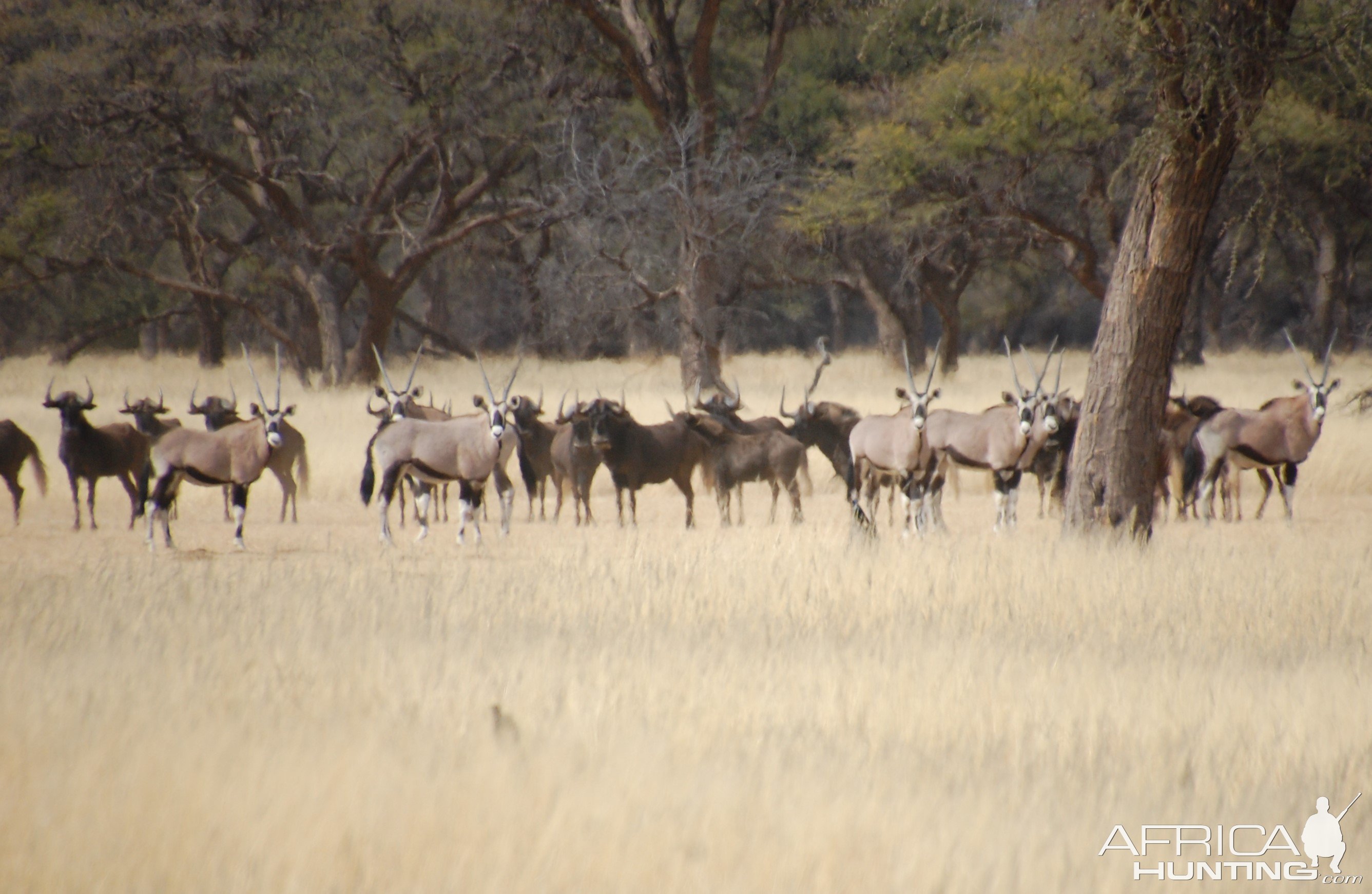 Black Wildebeest & Gemsbok Namibia