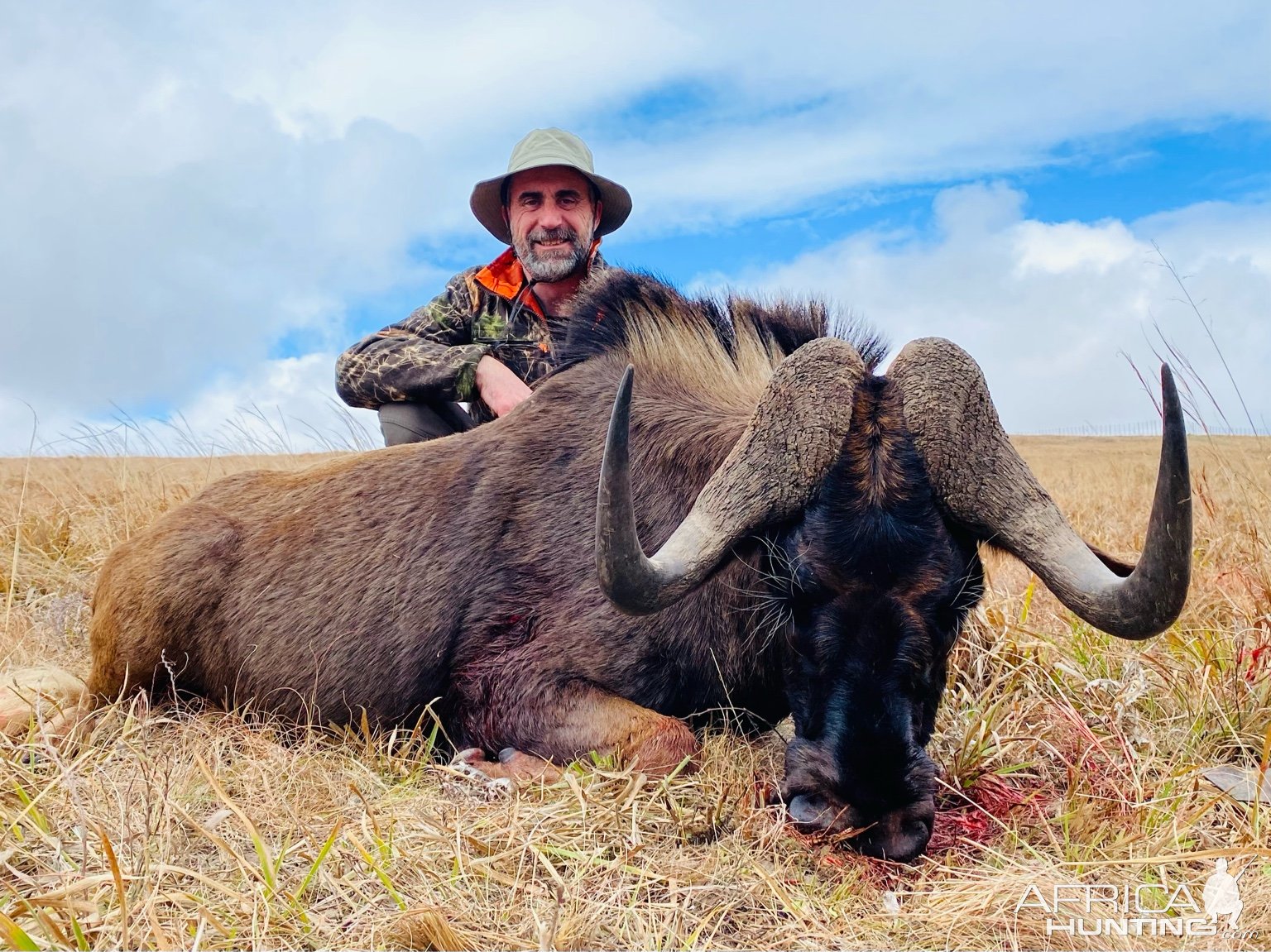 Black Wildebeest Hunt Eastern Cape South Africa