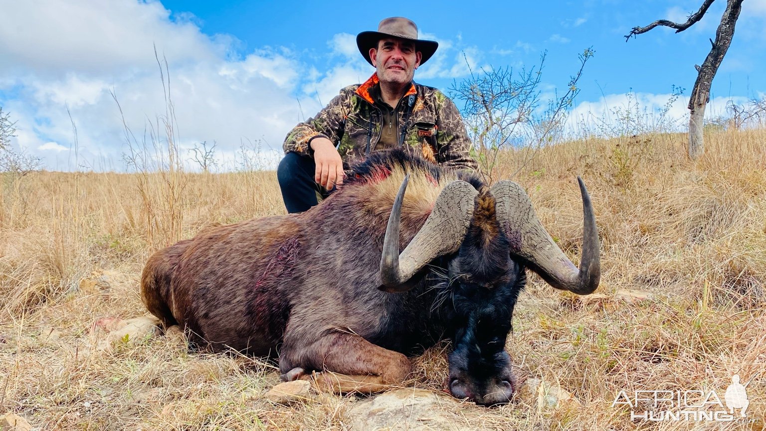 Black Wildebeest Hunt Eastern Cape South Africa