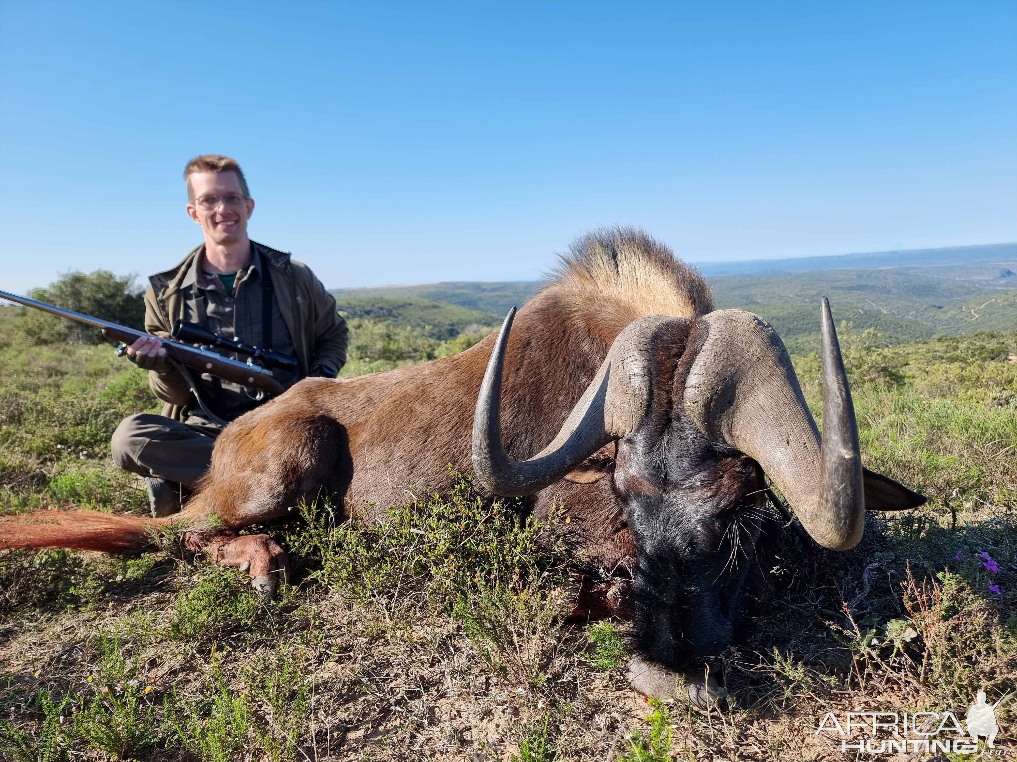 Black Wildebeest Hunt Eastern Cape South Africa