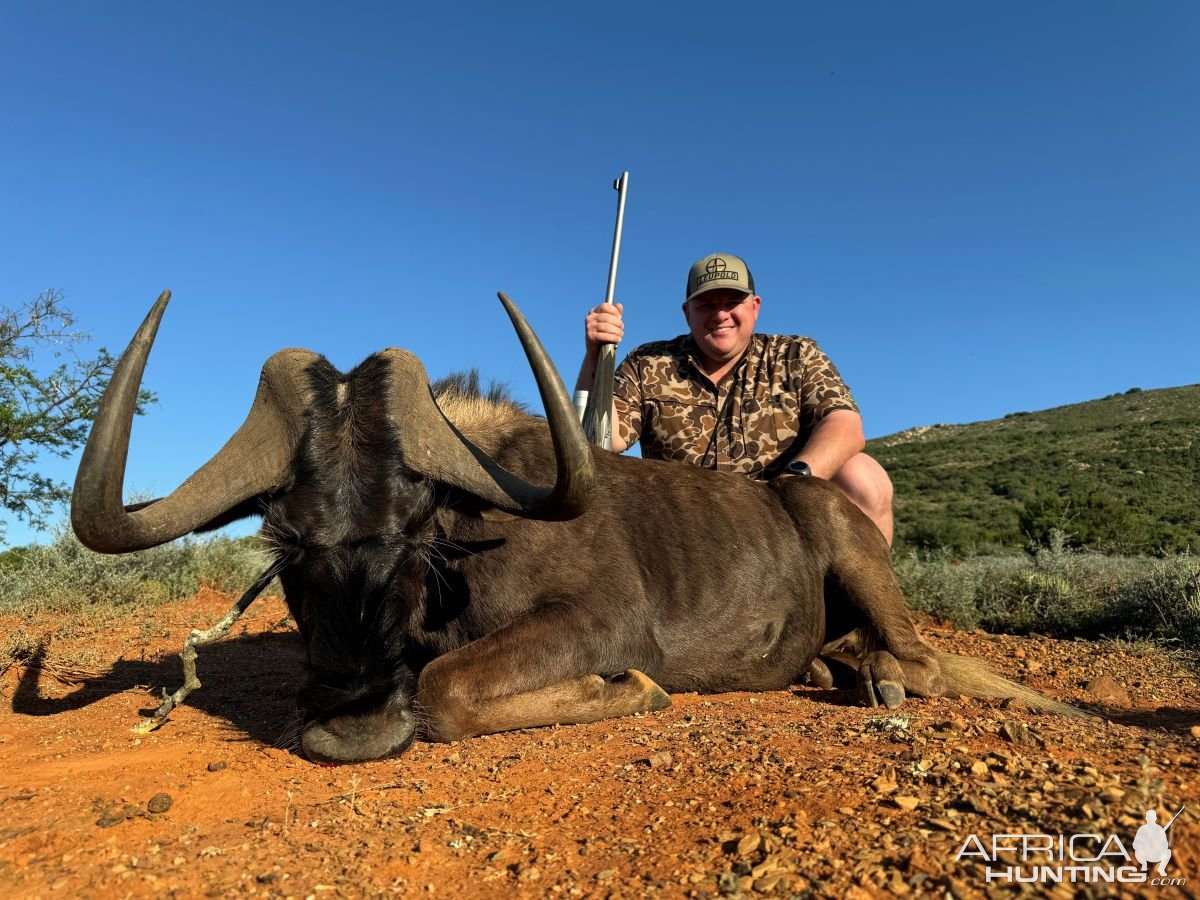 Black Wildebeest Hunt Eastern Cape South Africa