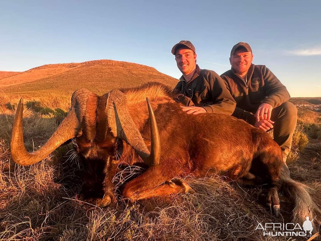 Black Wildebeest Hunt Eastern Cape South Africa