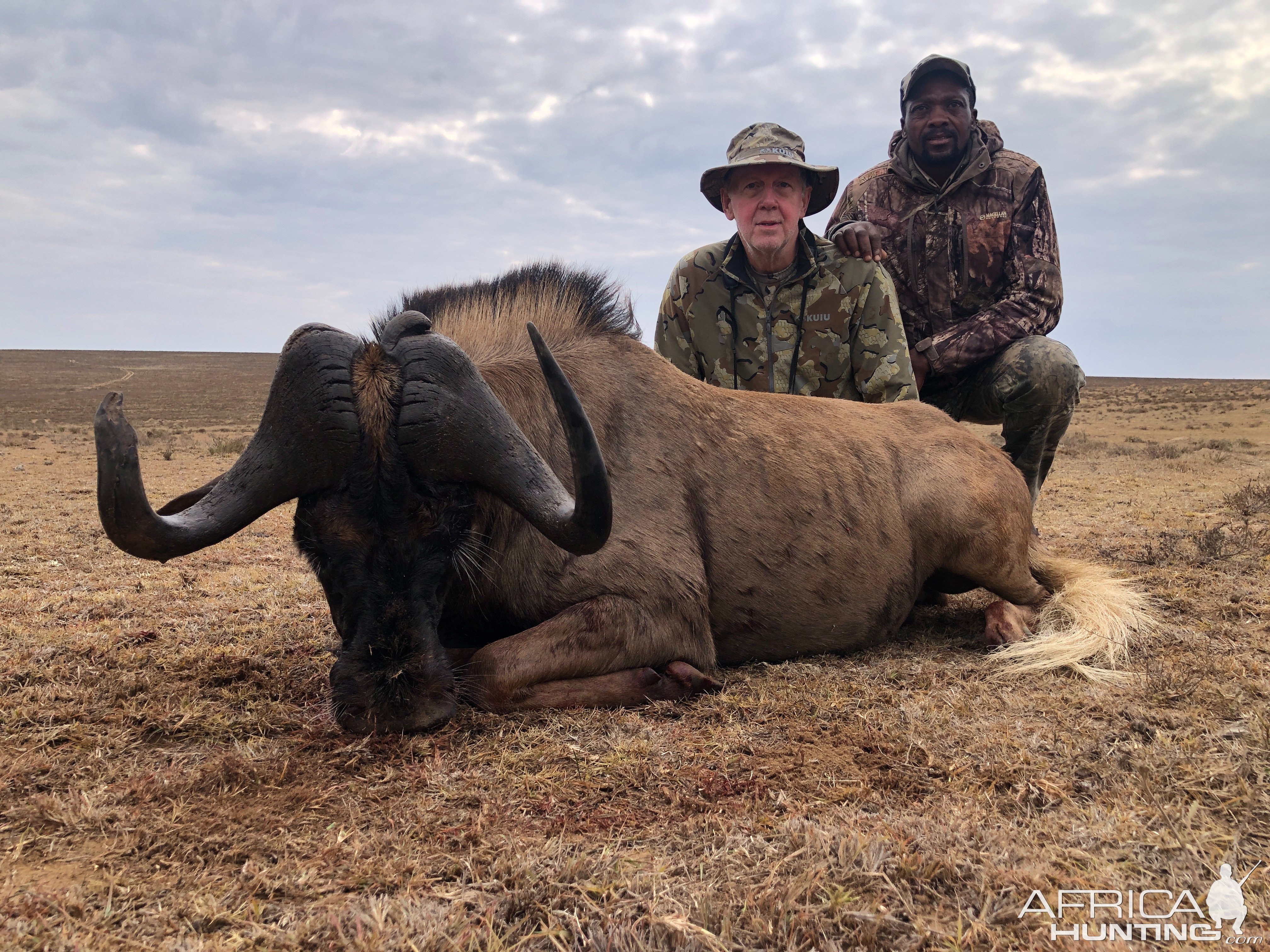 Black Wildebeest Hunt Eastern Cape South Africa