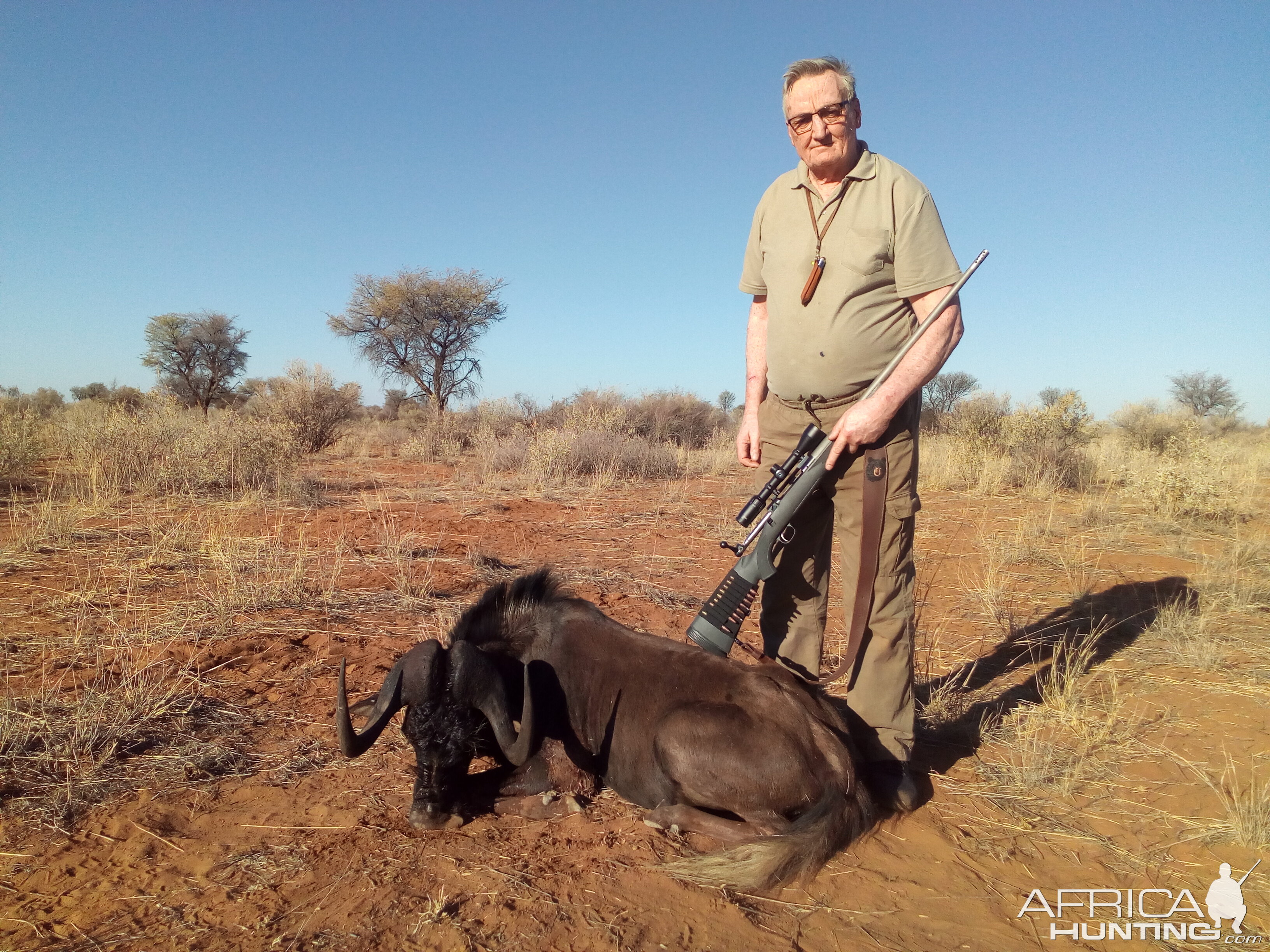 Black Wildebeest Hunt Namibia