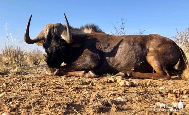 Black Wildebeest Hunt Namibia