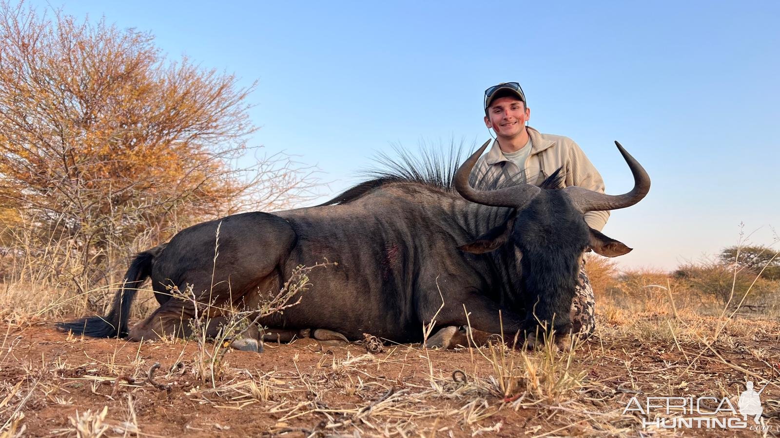 Black Wildebeest Hunt Namibia