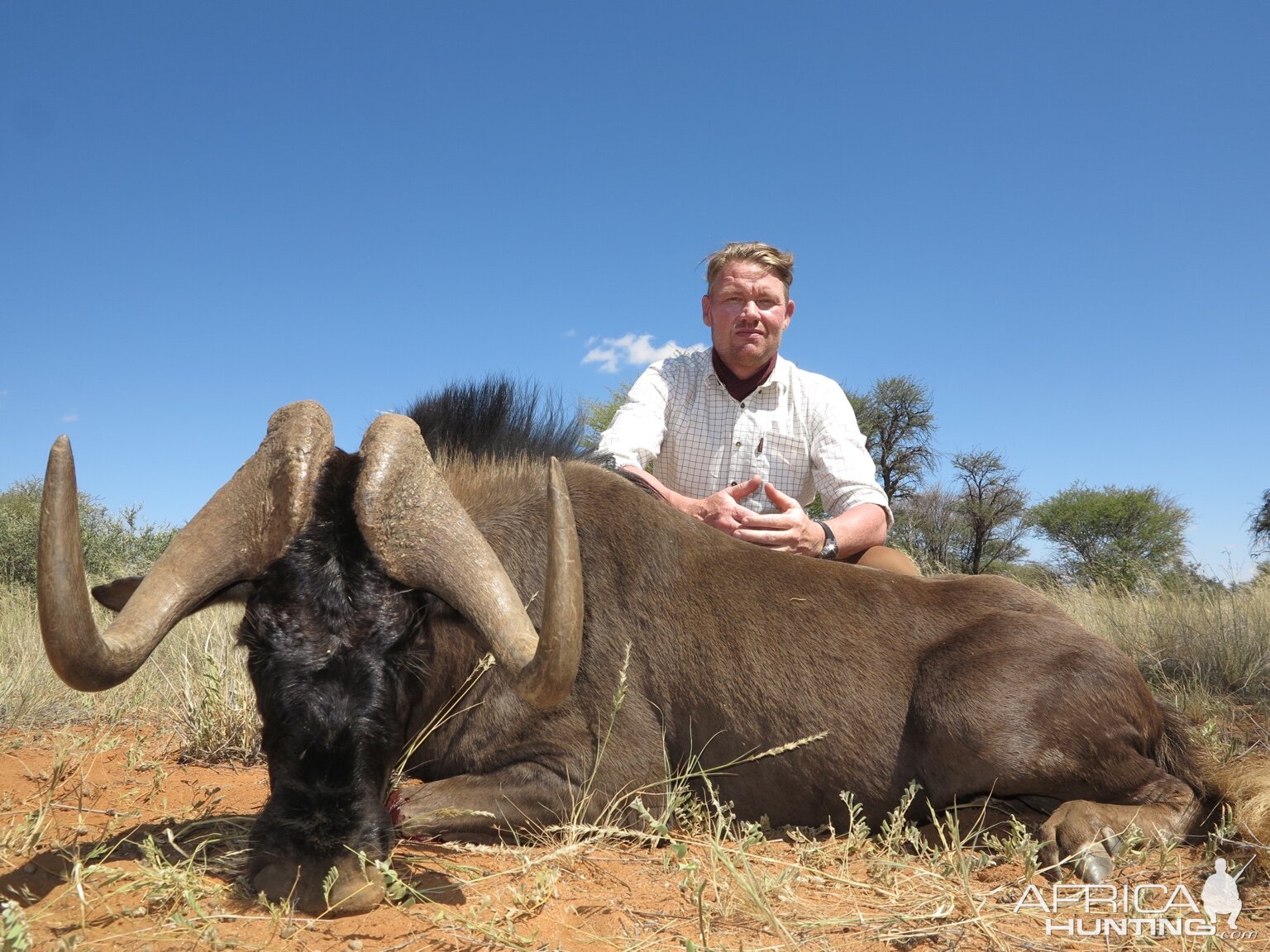 Black Wildebeest Hunt Namibia