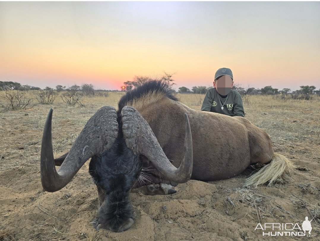 Black Wildebeest Hunt South Africa