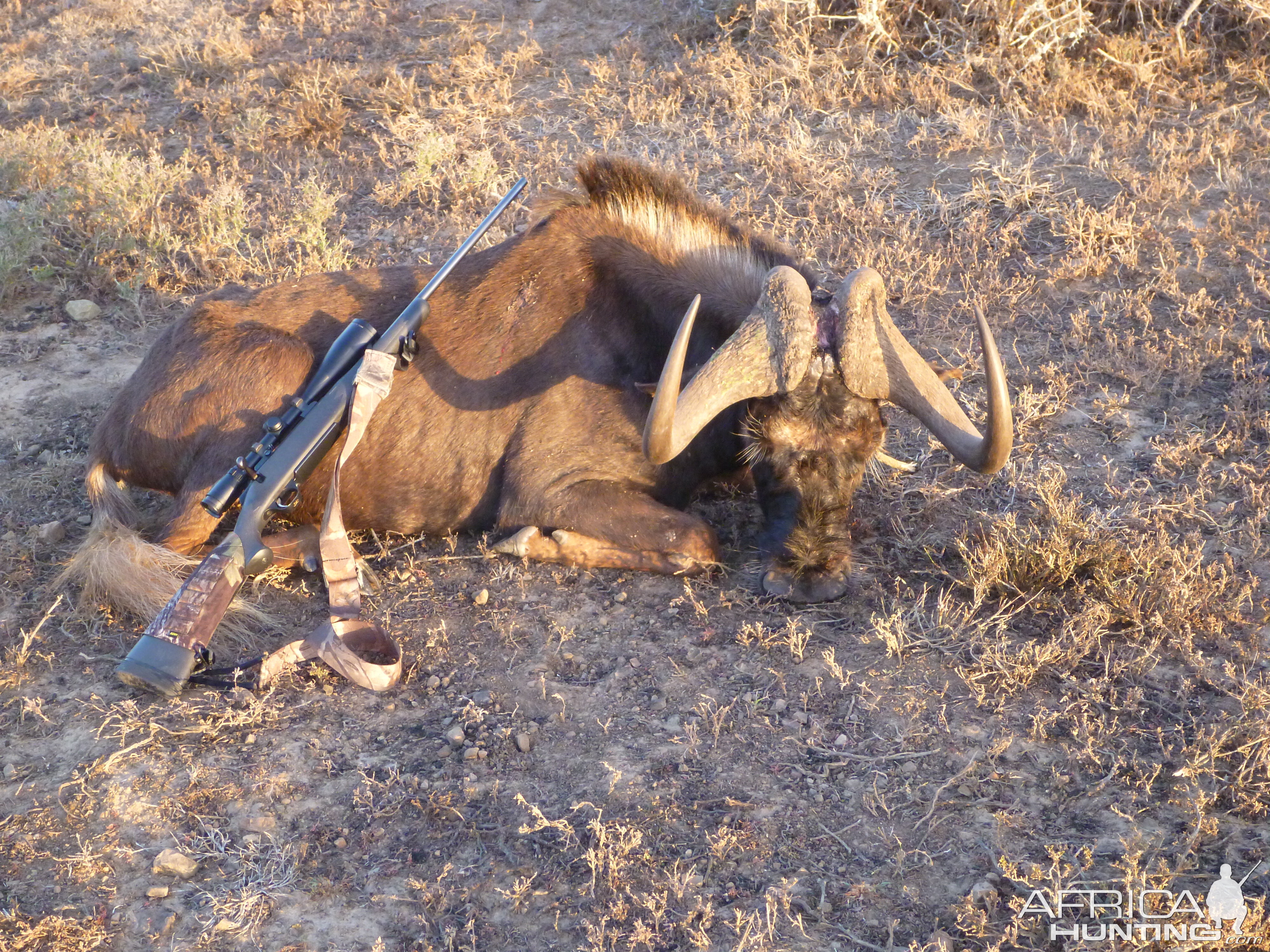 Black Wildebeest Hunt South Africa