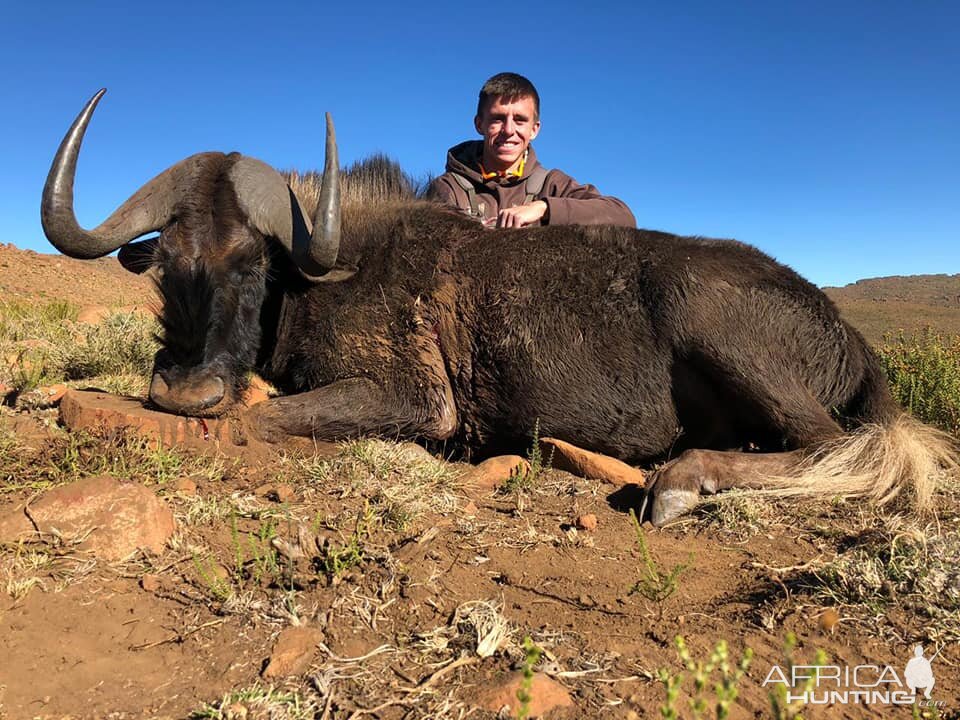 Black Wildebeest Hunt South Africa