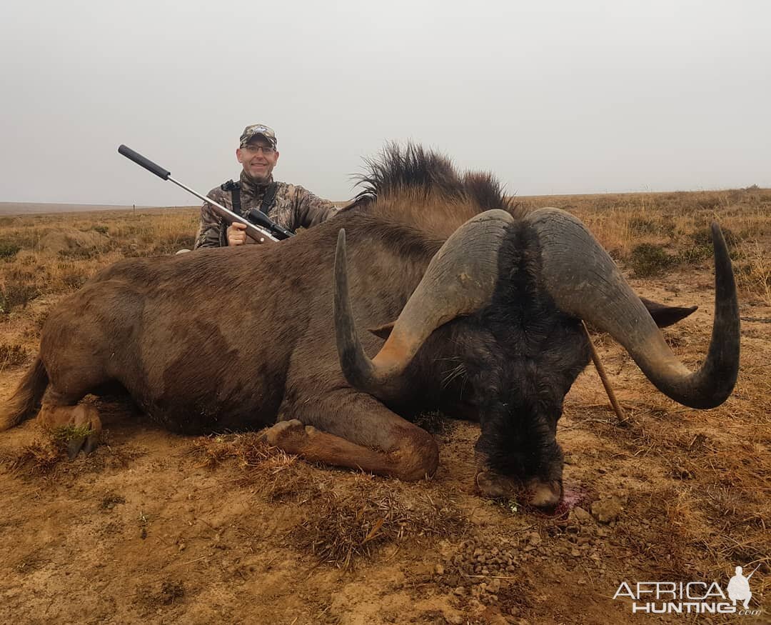 Black Wildebeest Hunt South Africa