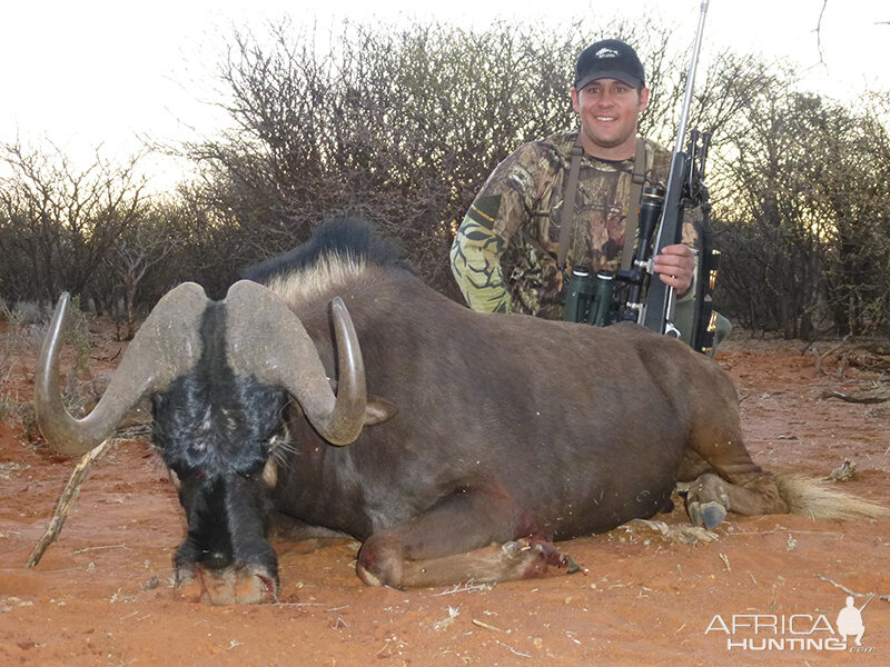 Black Wildebeest hunt with Wintershoek Johnny Vivier Safaris