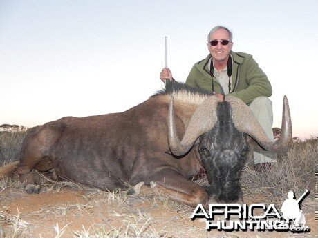 Black Wildebeest hunt with Wintershoek Johnny Vivier Safaris