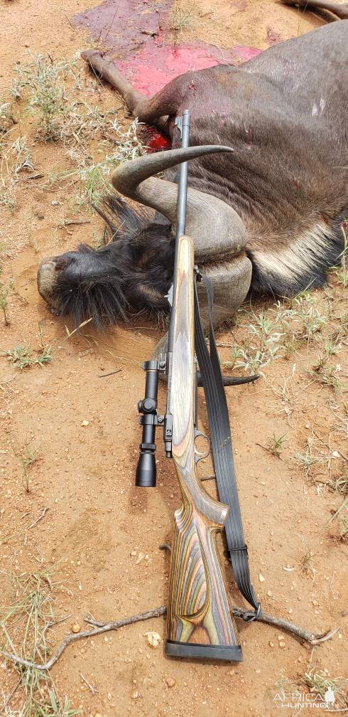 Black Wildebeest Hunt