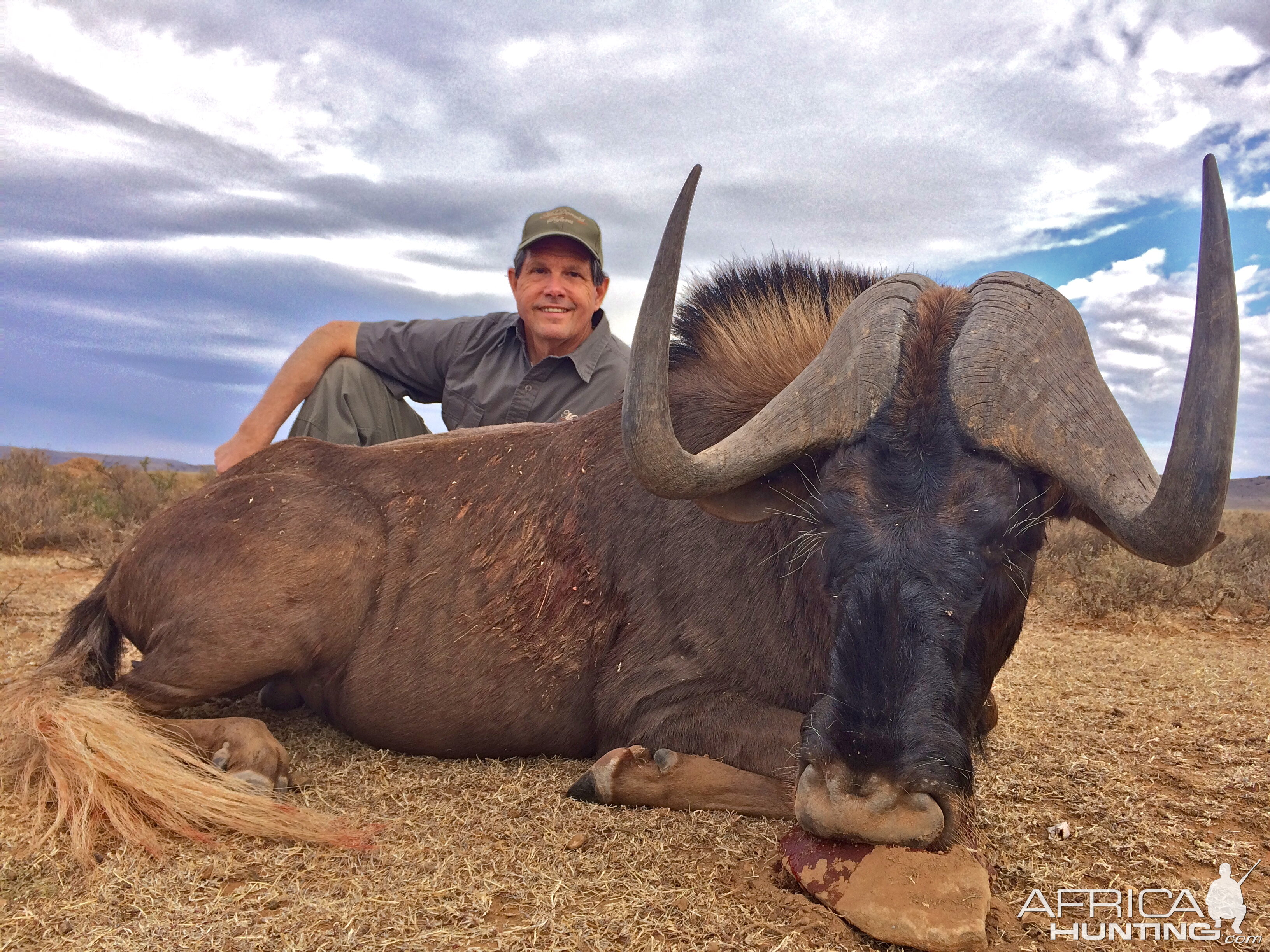 Black Wildebeest Hunting Eastern Cape South Africa | AfricaHunting.com