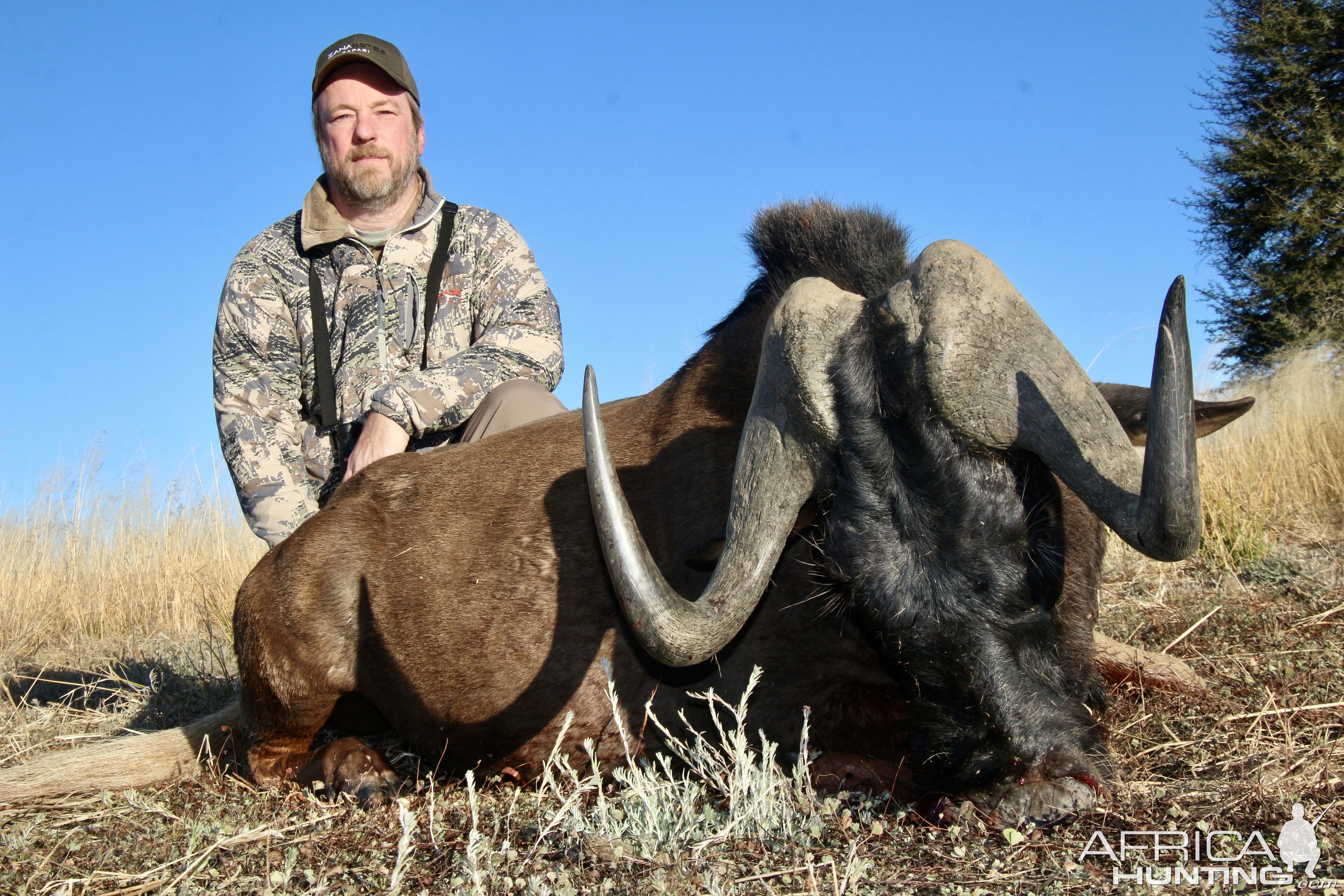 Black Wildebeest Hunting in Namibia