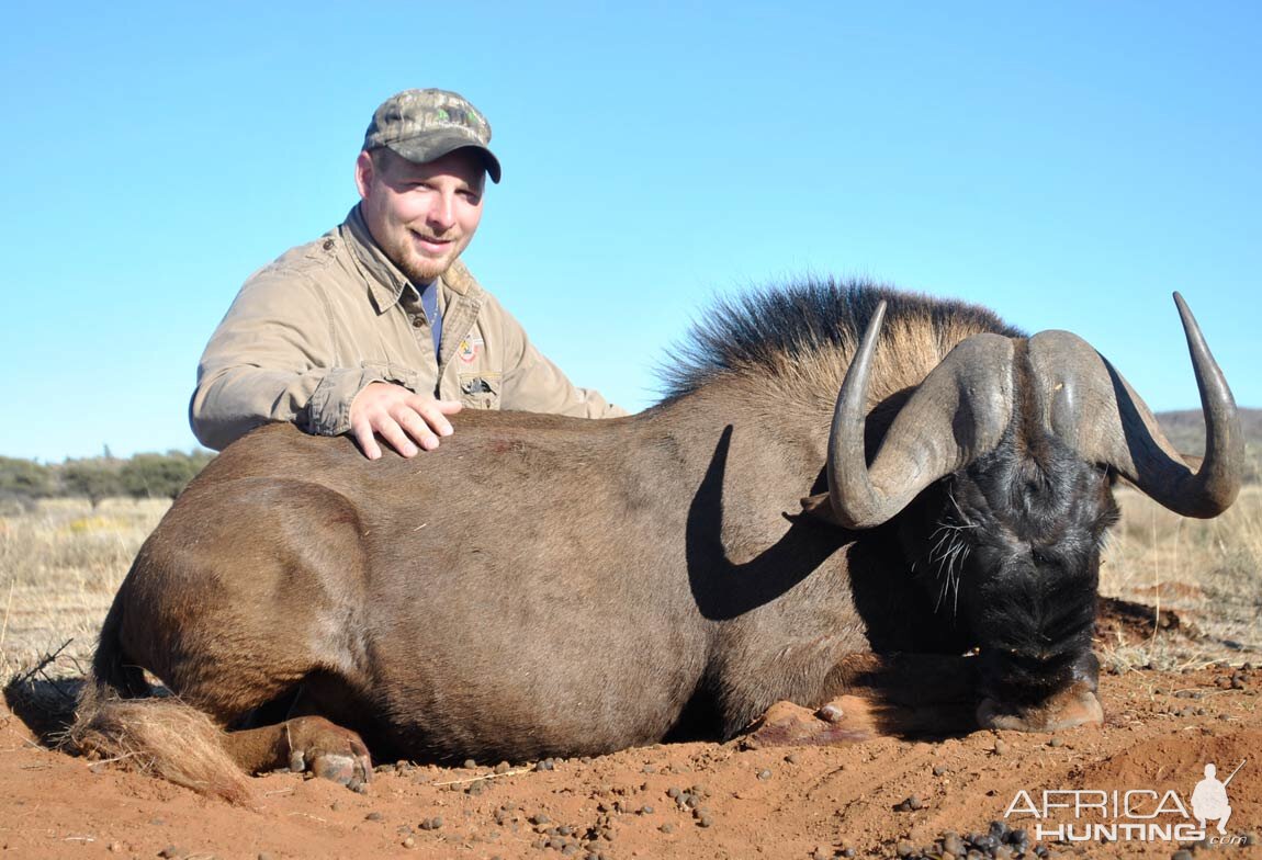 Black Wildebeest Hunting in South Africa