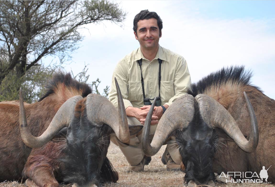 Black Wildebeest Hunting in South Africa