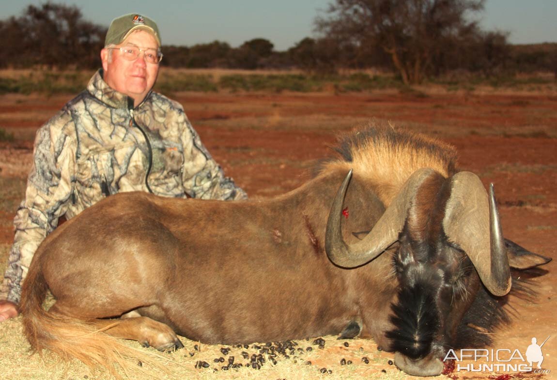 Black Wildebeest Hunting in South Africa