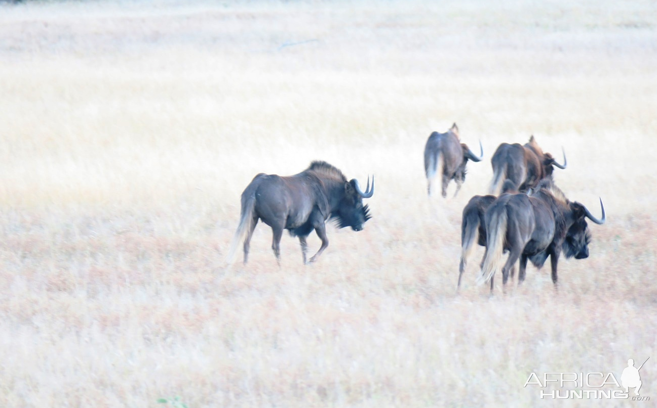 Black Wildebeest Hunting Namibia