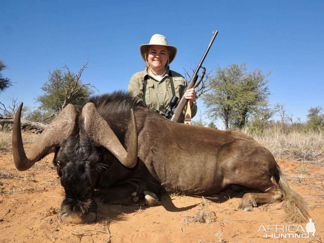 Black Wildebeest Hunting Namibia