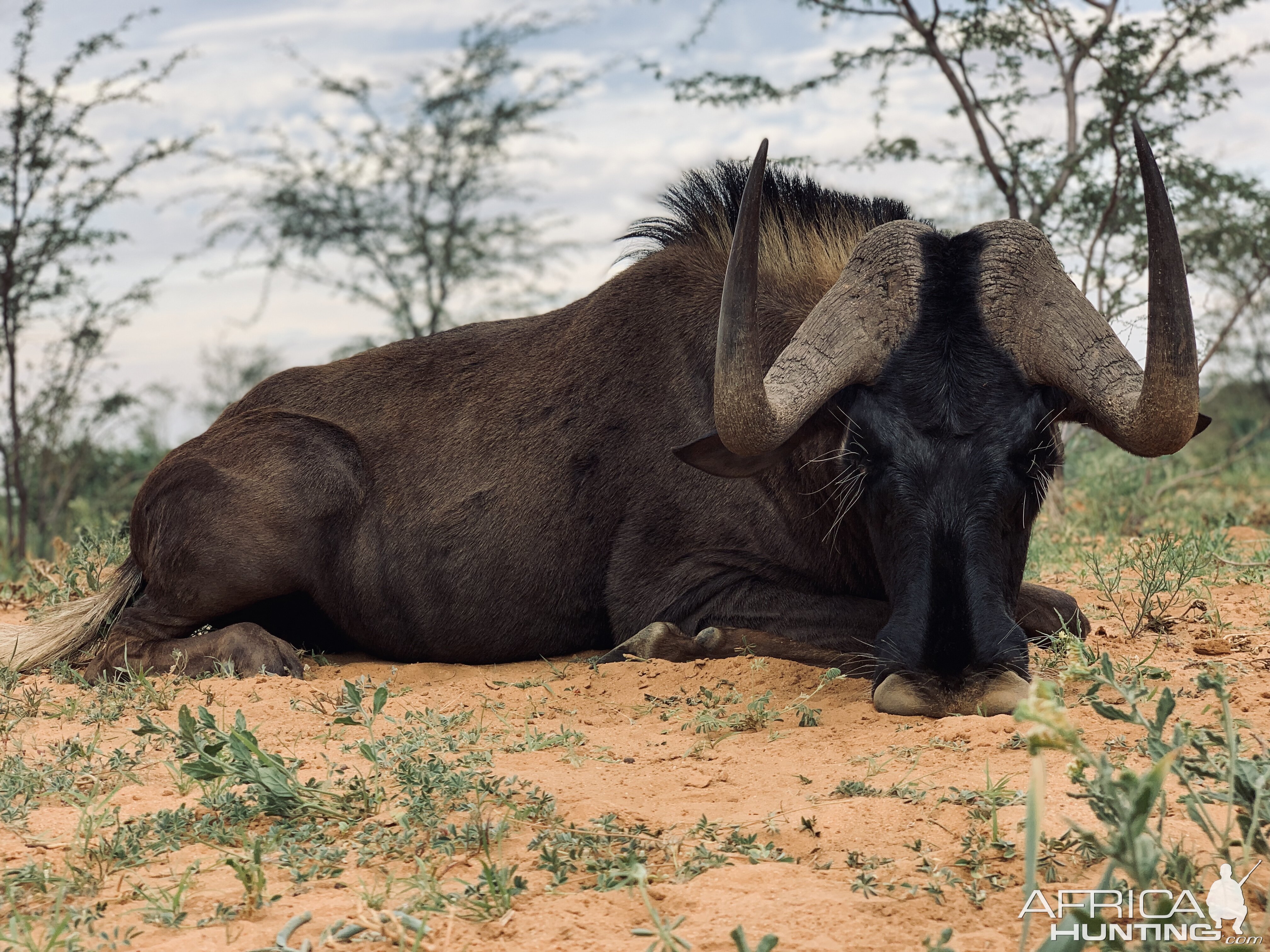 Black Wildebeest Hunting Namibia