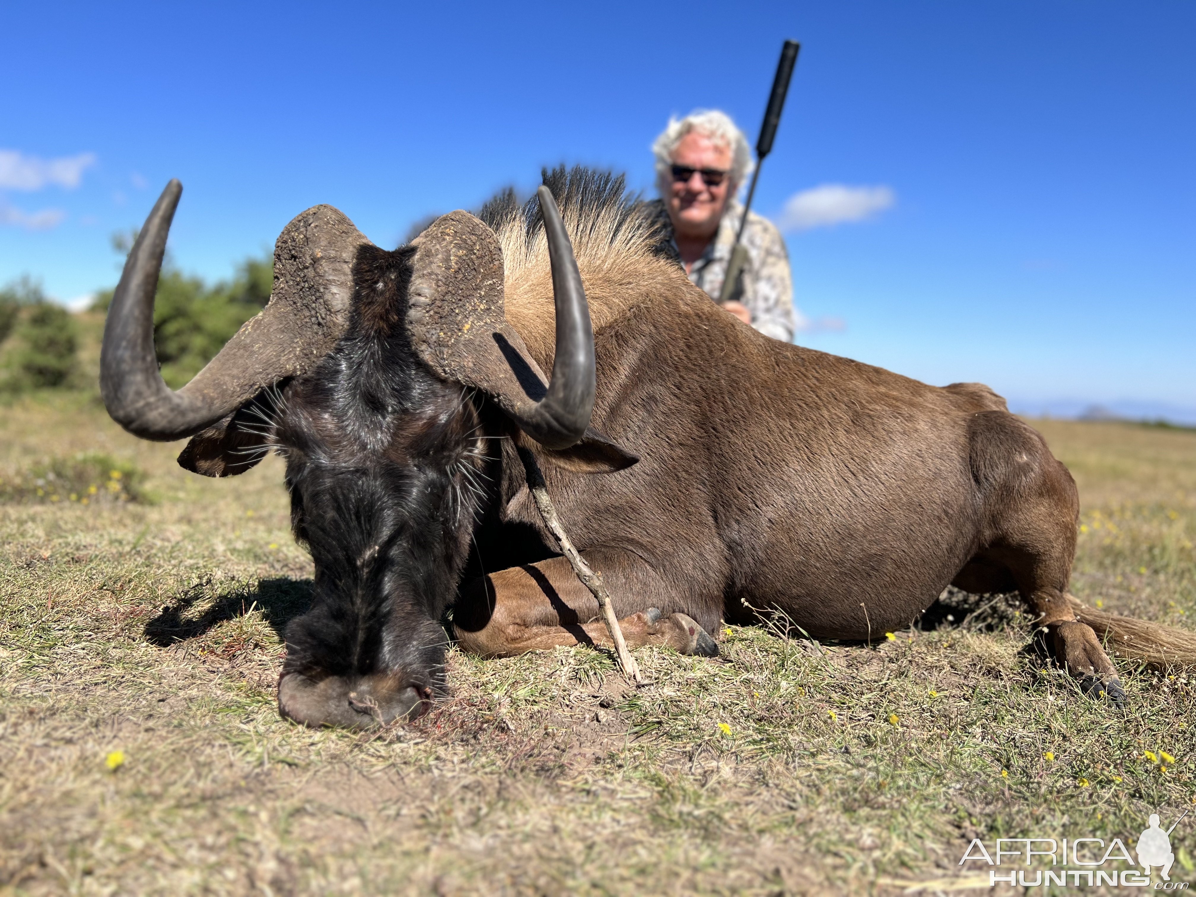 Black Wildebeest Hunting South Africa