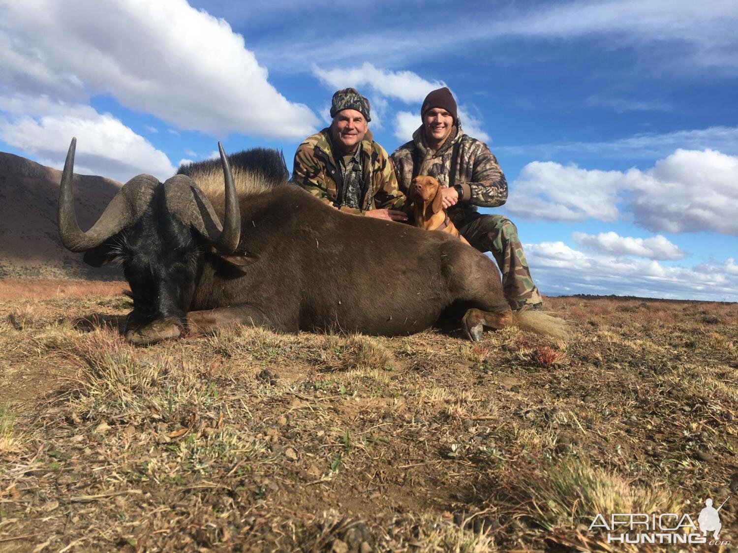 Black Wildebeest Hunting South Africa