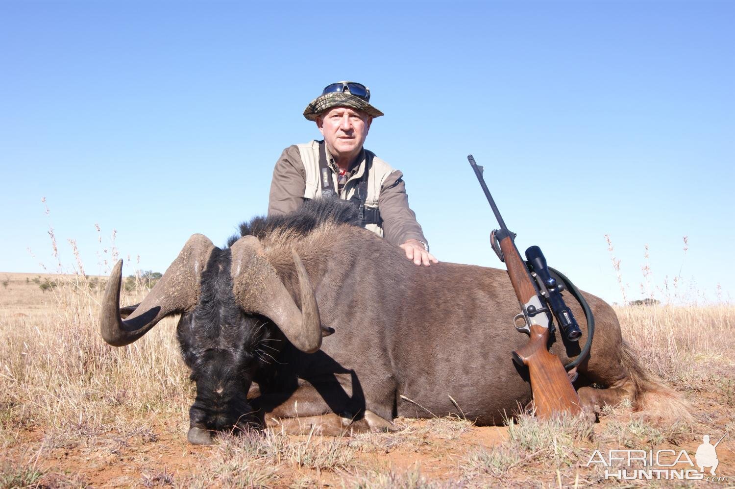 Black Wildebeest Hunting South Africa