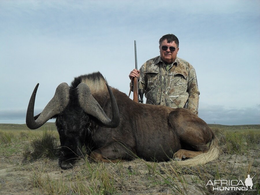 Black Wildebeest Hunting South Africa