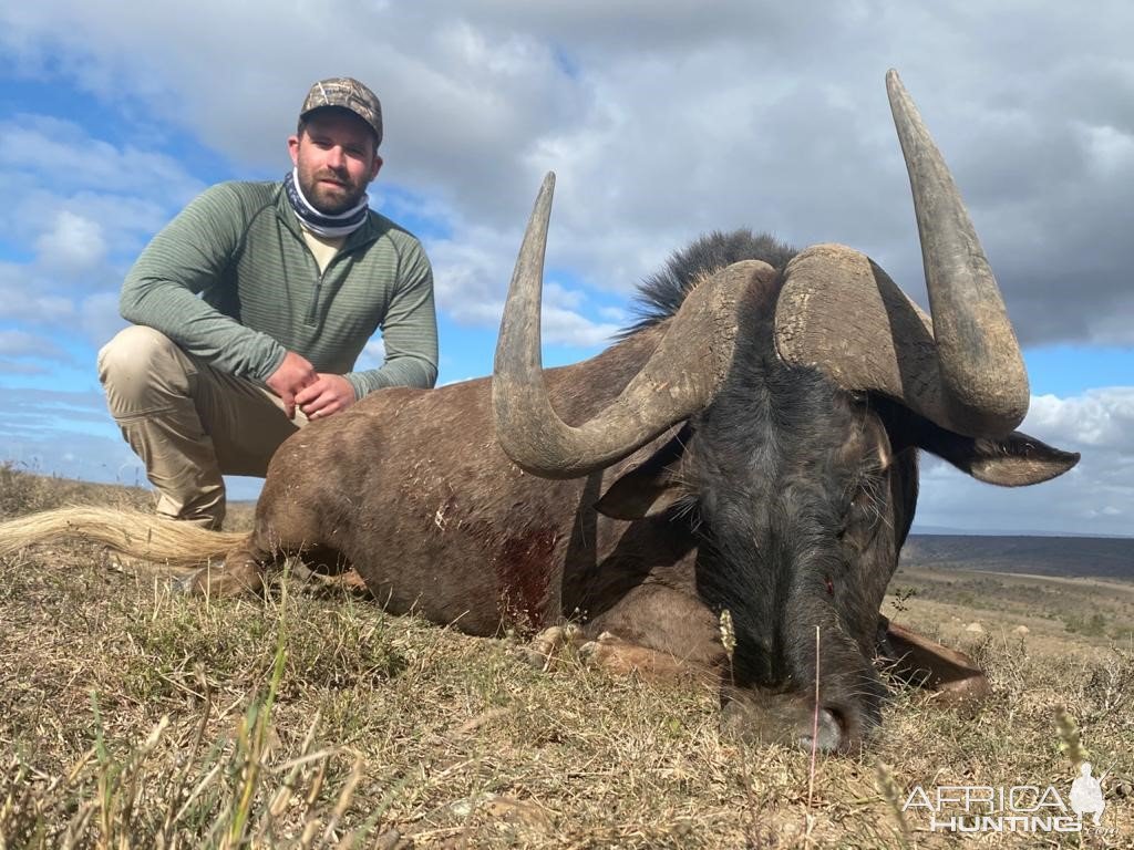 Black Wildebeest Hunting