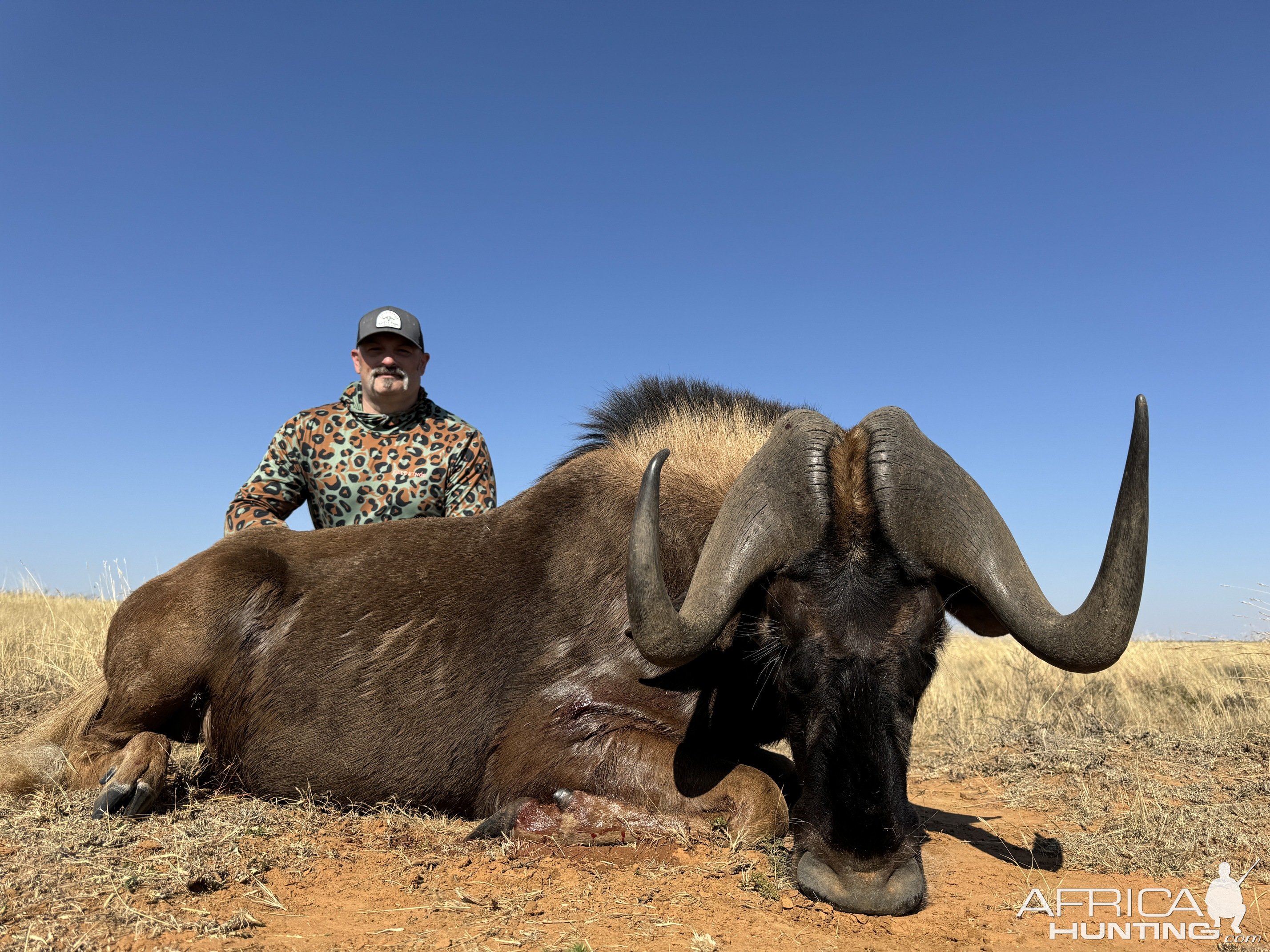 Black Wildebeest Hunting