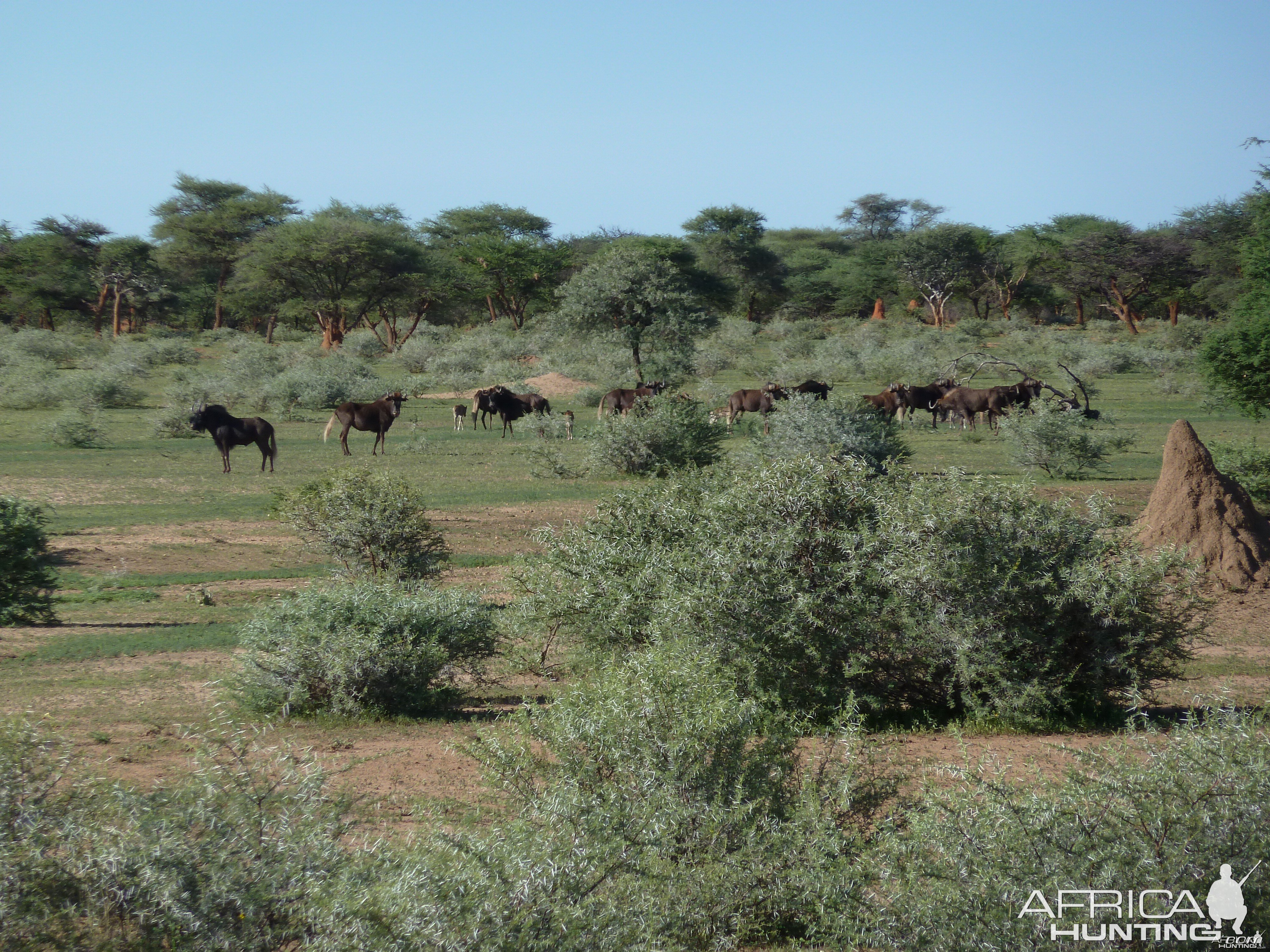 Black Wildebeest Namibia