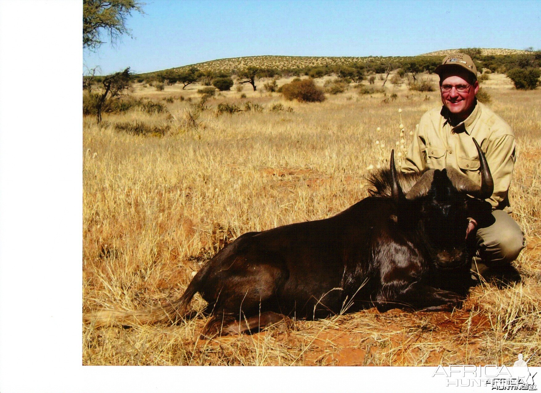 Black Wildebeest Namibia