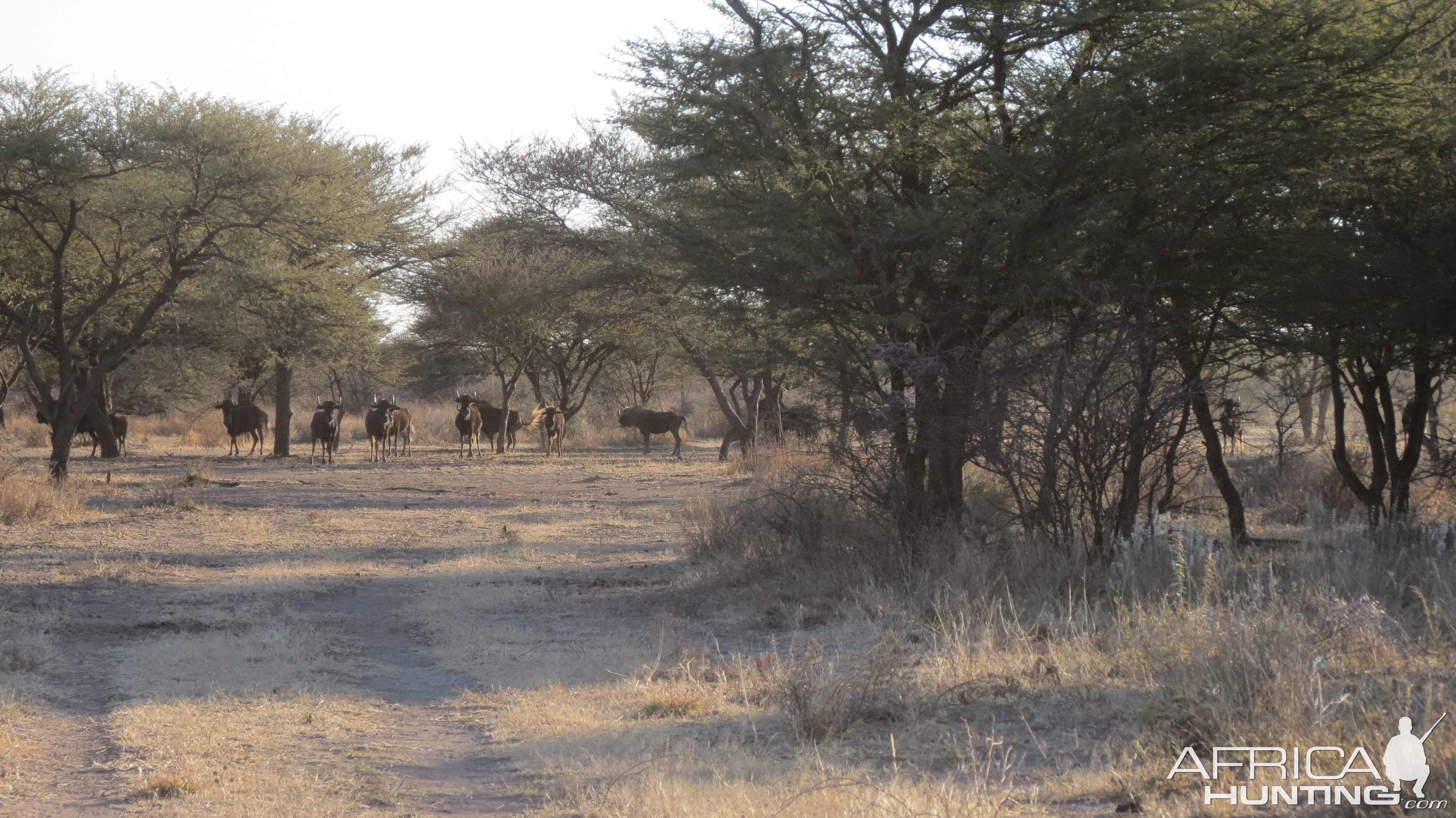 Black Wildebeest Namibia