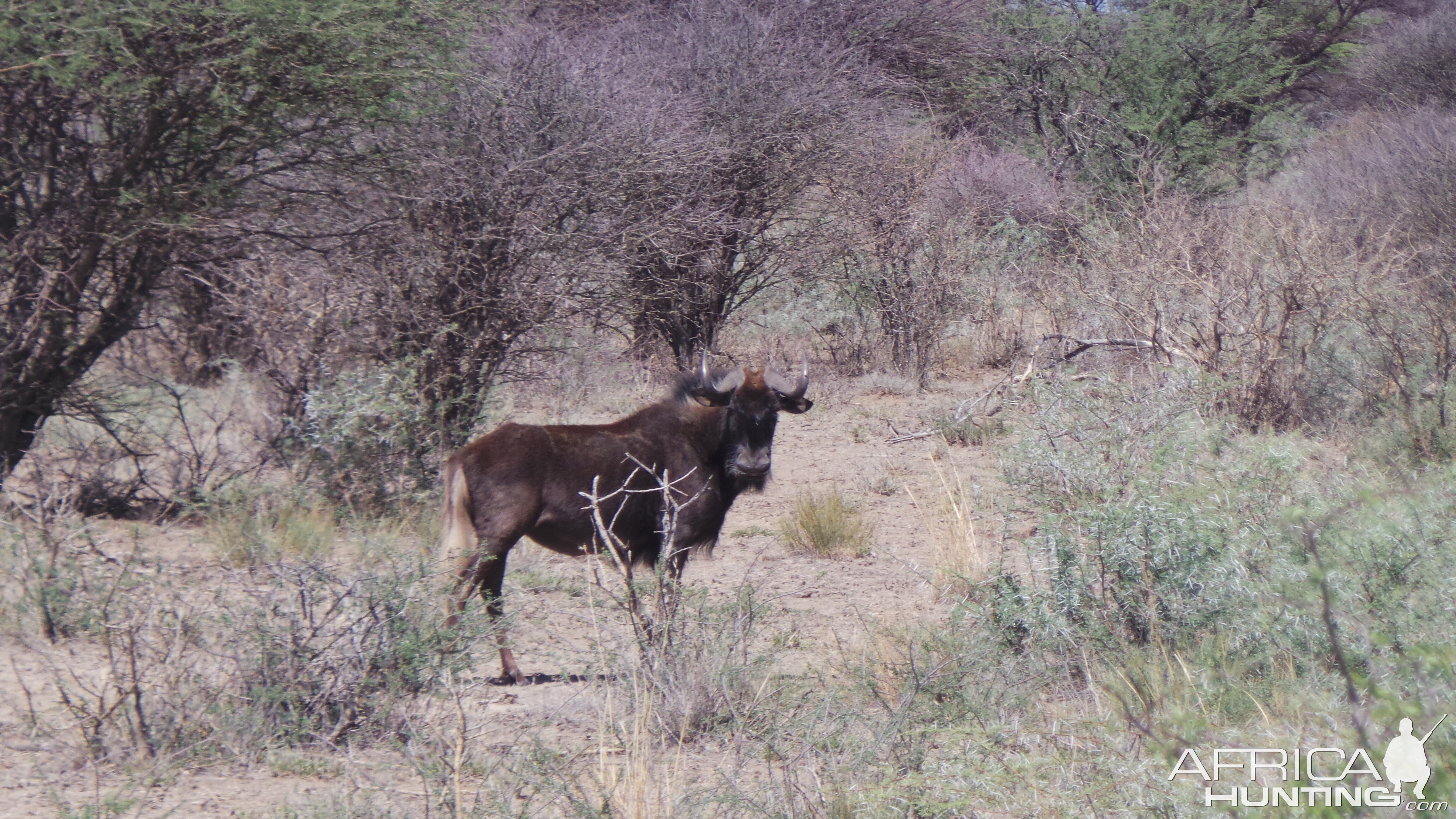 Black Wildebeest Namibia